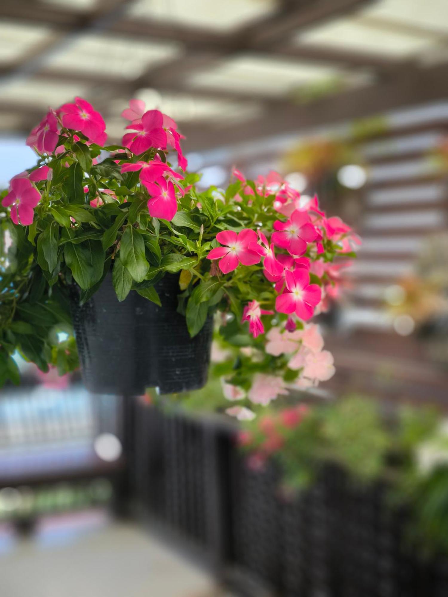 Ratchiangsaen Flora House Hotel Csiangmaj Kültér fotó